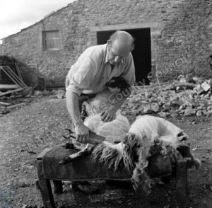 Plews, H., Hand Shearing, West Scale Park, Kettlewell